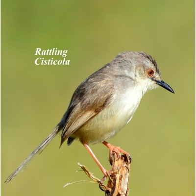 Rattling Cisticola